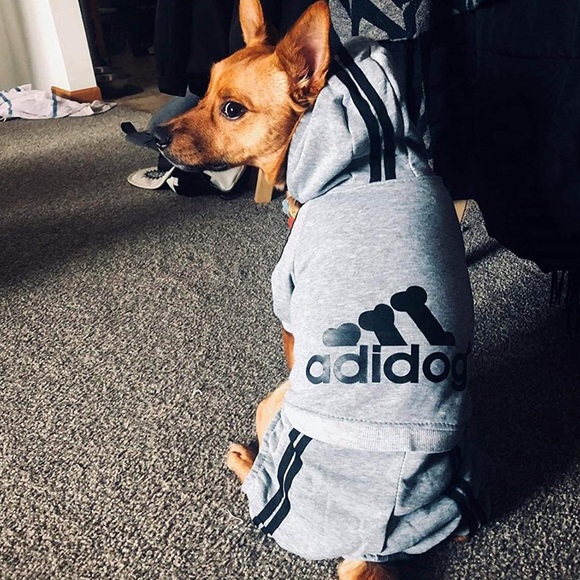 COPY - Adidas ‘adidog’ pet clothes 🐾 - Picture 1 of 6
